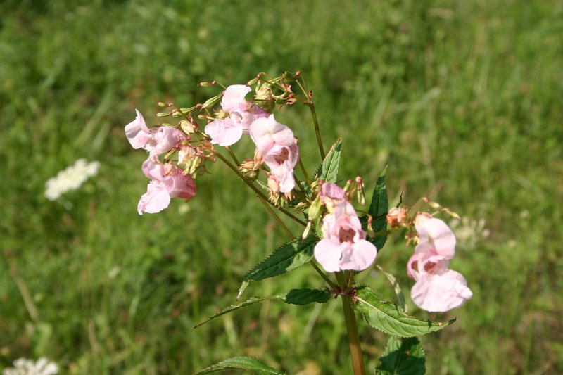 2 Brenta (5)