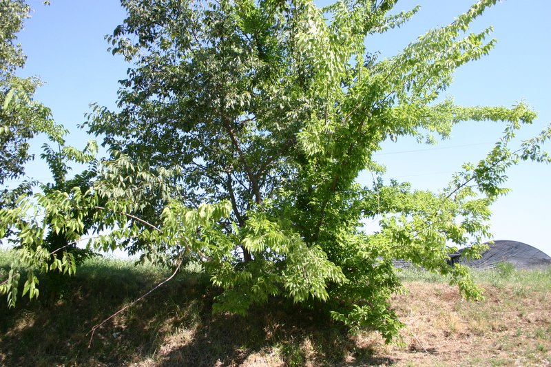 8 Vivaio Venetoagricoltura (11)