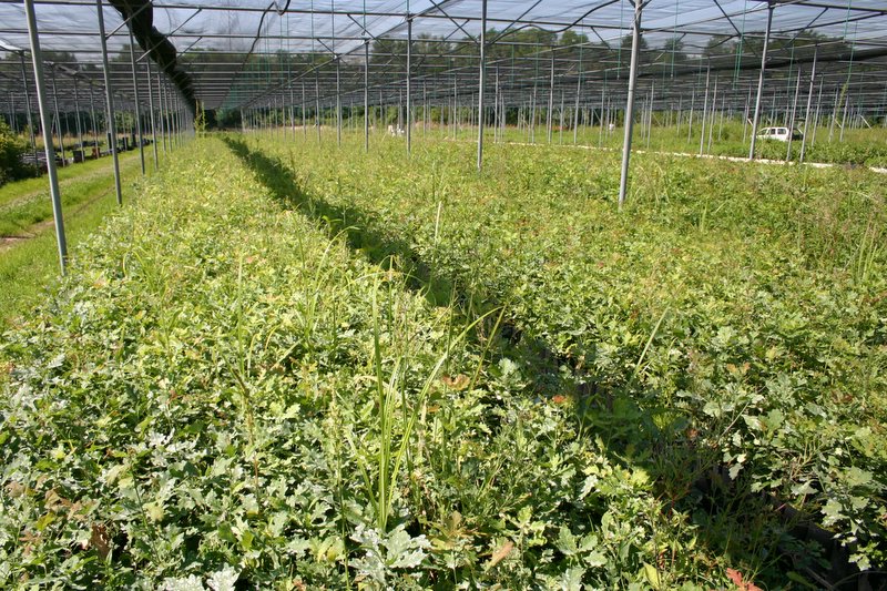 8 Vivaio Venetoagricoltura (17)
