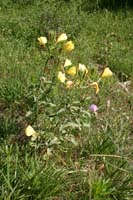 2 Brenta (4)