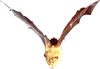 I pipistrelli