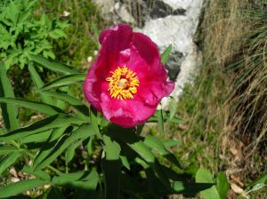 Peonia_6.giugno.2010.JPG