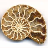 ammonite3.jpg