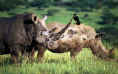 Drakensberg montane grasslands, woodlands and forests