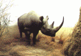 diceros_bicornis.gif (126238 byte)