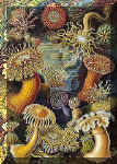 Tavola tratta da Kunstformen der Natur (Forme d'arte in natura), 1904 di Ernst Haeckel