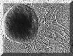 Methanococcus jannischii: un archibatterio produttore di metano; esso vive a temperature comprese fra i 50 e gli 80 gradi centigradi, in un mezzo contenente H2 e CO2.