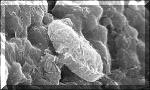 Forme simili a Batteri presenti sulla meteorite di Nakhla (foto NASA)