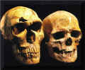 Confronto fra lo scheletro di un cranio di neandertaliano e uno di Cro-Magnon