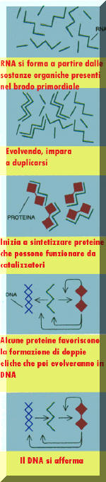 Evoluzione del mondo ad RNA