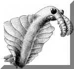 Anomalocaris, fauna di Burgess