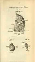 immagine tratta da Monografia sui fossili dei Cirripedi peduncolati di Gran Bretagna
