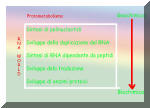 Fasi dell'evoluzione della vita secondo de Duve