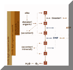 Tutti gli organismi ottengono energia in modo sostanzialmente simile;  i donatori di elettroni possono essere molecole inorganiche o organiche (FMP= forza motrice protonica)