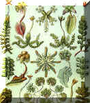 Tavola tratta da Kunstformen der Natur (Forme d'arte in natura), 1904 di Ernst Haeckel