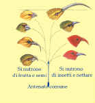 Radiazione adattativa  di mangia miele delle Hawaii; molte delle specie sono attualmente estinte 