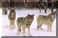 lupi nella neve