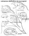 Radiazione adattativa dei Marsupiali