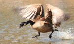 Oca che si prepara al volo, correndo sull'acqua