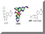 I nucleotidi che compongono l'RNA vanno a costituire molti composti