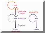 Confronto fra l'RNA world e il mondo attuale