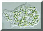 Organismo unicellulare contenente alghe verdi in simbiosi