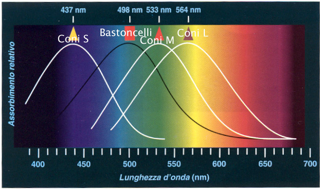 Nella retina esistono tre tipi di coni Tipi di colori