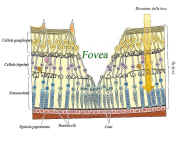 fovea.jpg (79692 byte)