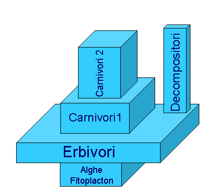 schemi di piramidi ecologiche