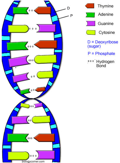 Fig.5.gif