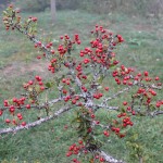 Il verde Molise, fra preistoria, riserve della biofera, oliveti e tratturi