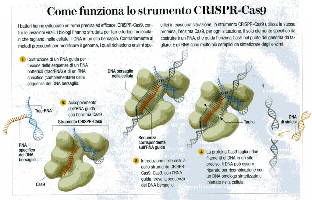 CRISPR (2)