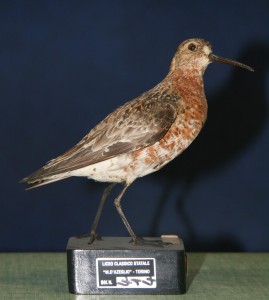 INV 414 Calidris ferruginea