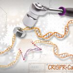 Correzione di difetti ereditari in embrioni umani grazie a CRISPR–Cas9