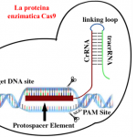 Chi dice che i batteri “fanno male”? I CRISPR ed il loro potenziale genetico