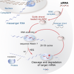 La tecnica dell’RNA Interferenza (RNAi): importanti applicazioni mediche