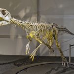 Frenguellisaurus_ischigualastensis_DSC_6185