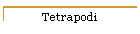 Tetrapodi